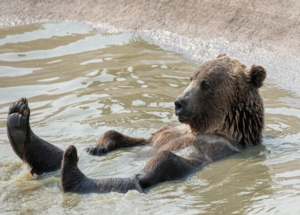 Bear. Credit: Unsplash, mana5280