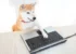 A Shiba Inu, the breed which inspired Dogecoin. (Payless)