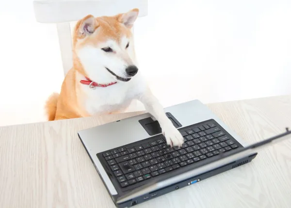 A Shiba Inu, the breed which inspired Dogecoin. (Payless)